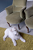 White dog laying on green woolen rug next to armchairs