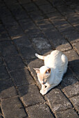 White cat basks in sunlight on cobblestones