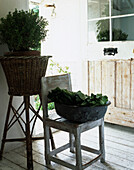 Schale mit Gemüseblättern auf einem Holzstuhl