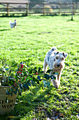 Dog in paddock with a chicken and a bucket of holly