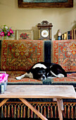 Sleeping dog on Devon sofa