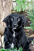 Black dog on lead in garden of Yeovil home Somerset, England, UK