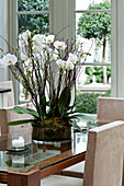 Orchid on glass-topped dining table in West London townhouse England UK