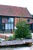 Pine tree in grounds of brick tiled country house in rural Suffolk England UK