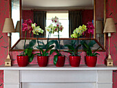 Orchids in red plant pots with mirror on painted mantlepiece in rural Suffolk home England UK