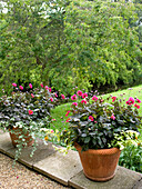 Flowering pot plants in garden exterior of rural Suffolk home England UK