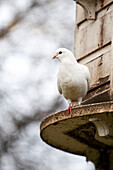 Dove perching on dovecote in grounds of Forest Row country house, Sussex, England, UK