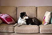 Collie-Hund auf Sofa mit Kissen im Haus der Familie Bovey Tracey, Devon, England, UK