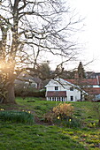 Sunlight in trees in spring garden of detached Suffolk house, England, UK