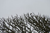 Bird perched in branches of bare tree, Cornwall, England, UK