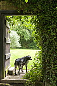 Dog standing in doorway to garden of Essex/Suffolk home, England, UK