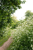 Woodland path with cow parsley in Brecon Powys Wales UK