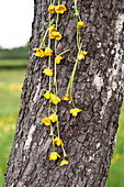 Buttercup daisy chain on treetrunk in Brecon, Powys, Wales, UK