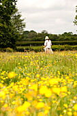 Frau, die in einem Feld mit Hahnenfuß (Ranunculus) spazieren geht, Brecon, Powys, Wales, UK