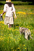 Woman walking in field of buttercups (Ranunculus) with dog, Brecon, Powys, Wales, UK