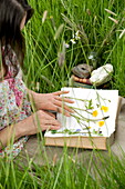 Frau presst Wildblumen in Buch, Brecon, Powys, Wales, UK