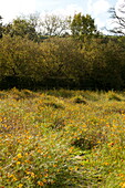 Gefüllt mit Wildblumen und Hecke im ländlichen Blagdon, Somerset, England, UK