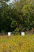 Beehives at fence in field, Blagdon, Somerset, England, UK