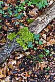 Moss and ivy growing on wood with fallen leaves in rural garden, Blagdon, Somerset, England, UK