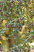 Hawthorn (Crataegus), leaves and berries in rural countryside in Blagdon, Somerset, England, UK