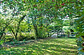 Footbridge and Hawthorn (Crataegus) tree in back garden, Blagdon, Somerset, England, UK