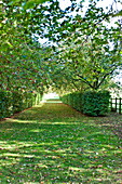 Hawthorn (Crataegus) tree and hedged pathway in back garden, Blagdon, Somerset, England, UK