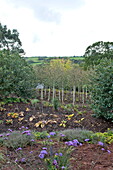 Flowering plants and trees in hillside garden, Blagdon, Somerset, England, UK