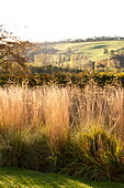 Sunlit grass border in rural garden, Blagdon, Somerset, England, UK