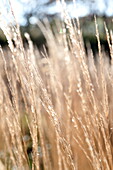 Sunlight on tall grasses, Blagdon, Somerset, England, UK