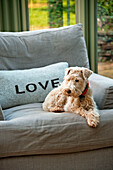 Cushion reading 'LOVE' and dog on grey armchair in conservatory of Sherford barn conversion Devon UK