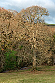 Winter trees in Sherford countryside Devon UK