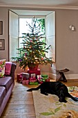 Schwarzer Hund schlafend am Fuß des Weihnachtsbaums mit Geschenken im Haus einer Familie in Penzance, Cornwall, England UK