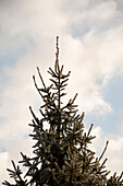 Top of Christmas tree in Hawkwell tree farm Essex England UK