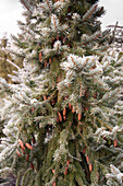 Mid section of fir tree in Hawkwell Christmas tree farm Essex England UK Serbian Spruce Picea Omorika Good cones and colour