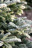 Sunlit evergreen detail in Hawkwell Christmas tree farm Essex England UK