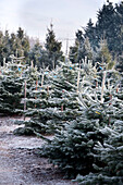 Christmas trees in frost on Hawkwell tree farm Essex England UK