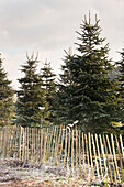 Pine trees and fence on Hawkwell Christmas tree farm Essex England UK