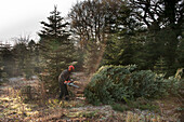 Worker with chainsaw and felled pine tree on Hawkwell tree farm Essex England UK (Model Released)
