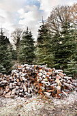 Log pile with frost on Hawkwell tree farm Essex England UK