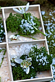 Snowdrop (Galanthus) with moss in wooden crate London England UK