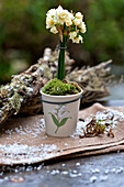 Daffodils (Narcissus) with mossy twigs on table in London garden England UK