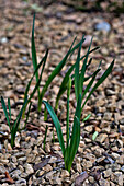 Narzissen (Narcissus) wachsen durch Kies London England UK