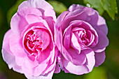 Pink Camellias in East Grinstead garden Sussex England UK