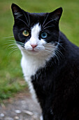 Hauskatze mit verschiedenfarbigen Augen in East Grinstead Garten Sussex England UK