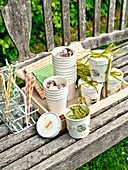 paper cups and candy canes on weathered wooden bench in Sussex garden England UK