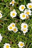 Flowering daisies in Sussex garden springtime England UK