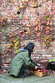 Woman collecting Autumn leaves from brick walled garden UK