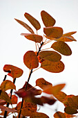 Autumn leaves changing colour on white background UK