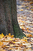 Gefallene Ahornblätter auf feuchtem Boden unter einem Baumstamm in Großbritannien