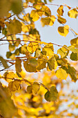 Sunlit yellow Autumn leaves UK